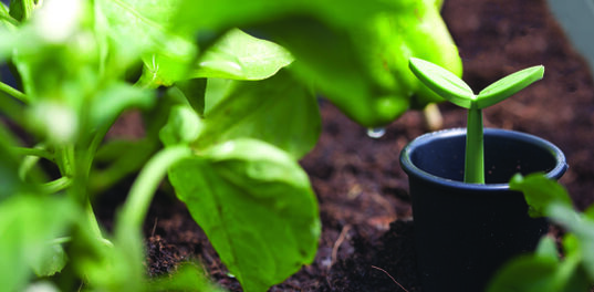 Tulip Leaf Screen Planter - Brown
