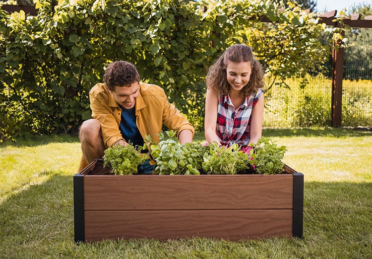 Couple gardening in a raised garden bed