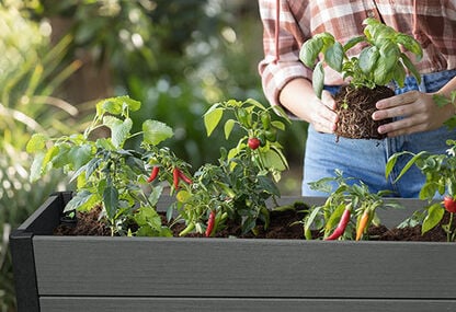 Graphite Darwin 29 Gallon Elevated Garden Bed - Keter US