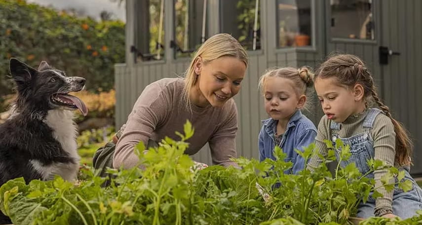 Cultivar los arándanos en el jardín